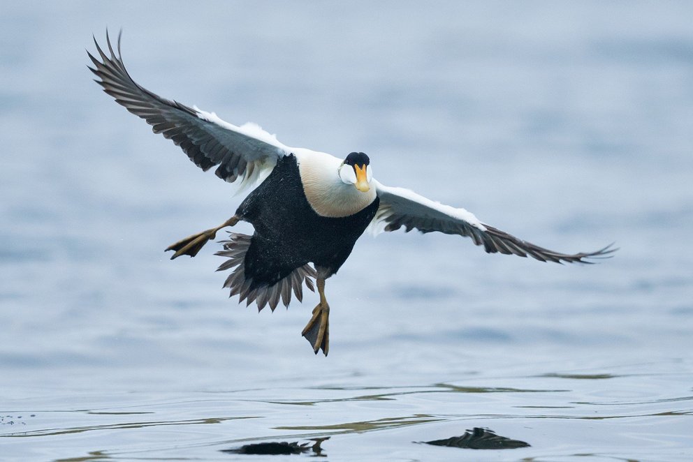 Fuglar á Snæfellsnesi - Daníel Bergmann