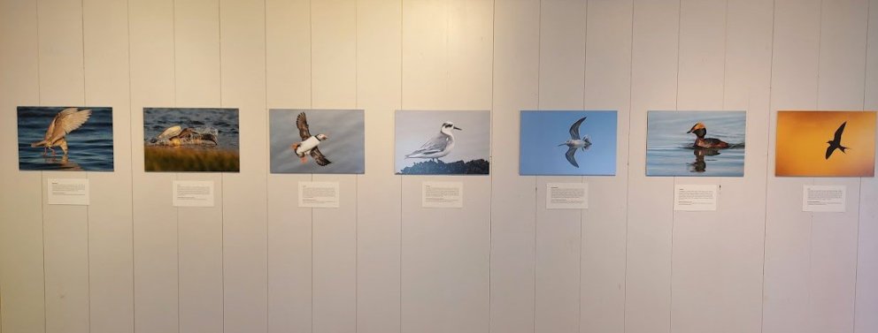 Fuglabingó og ratleikur