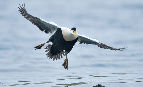 Fuglar á Snæfellsnesi - Daníel Bergmann